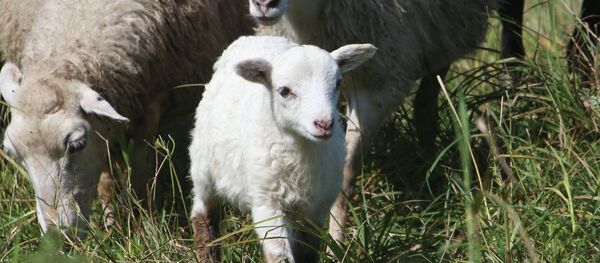 Des moutons - Sputnik Afrique