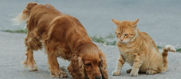 Chat et chien - Sputnik Afrique