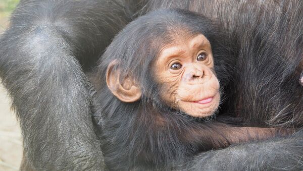 Chimpanzés - Sputnik Afrique