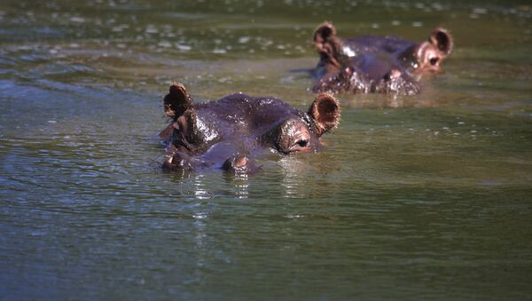 Des hippopotames  - Sputnik Afrique