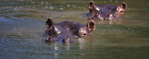 Des hippopotames - Sputnik Afrique