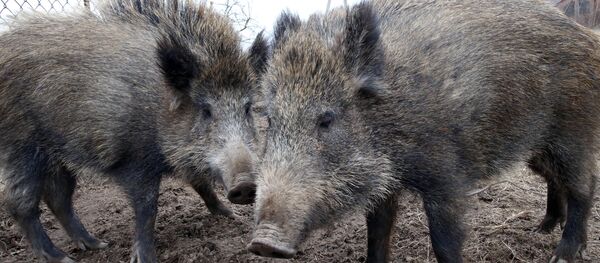 Sangliers - Sputnik Afrique