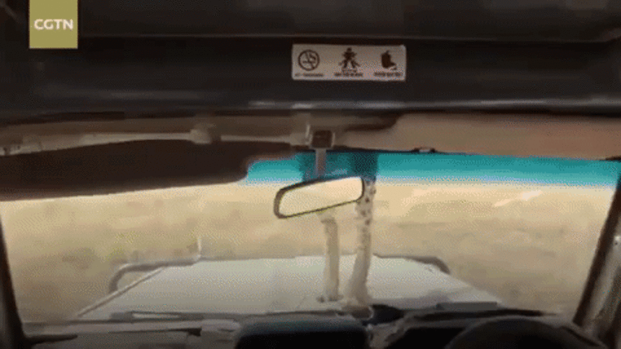 Un guépard - Sputnik Afrique