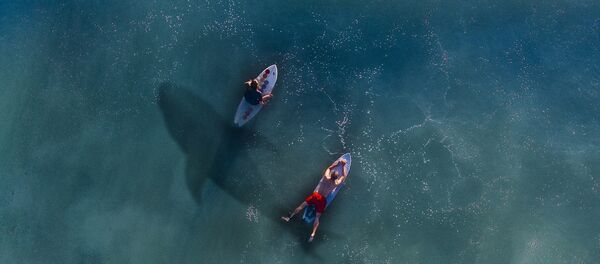 Surfers et un requin - Sputnik Afrique
