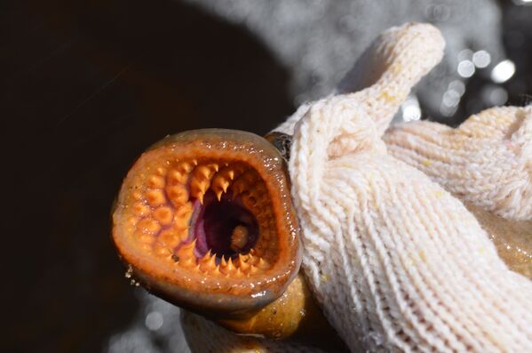 L’hyponome préorale de la lamproie de mer - Sputnik Afrique