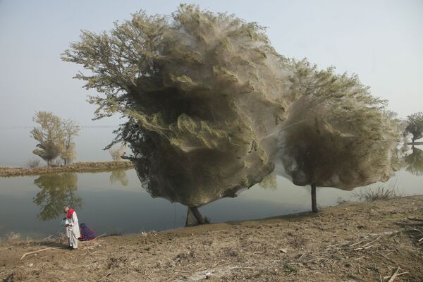 Des arbres couverts de toiles d'araignée au Pakistan - Sputnik Afrique
