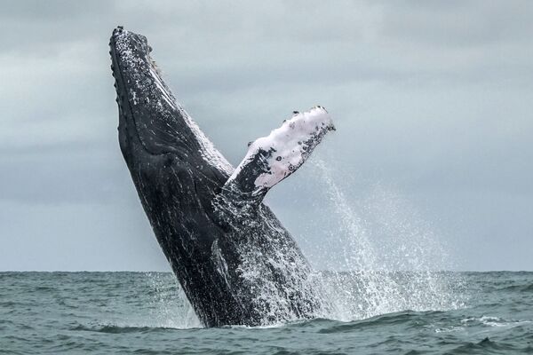 Baleine à bosse dans le Parc national naturel d’Uramba Bahia Malaga - Sputnik Afrique