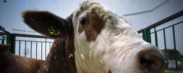 Une vache Une vache - Sputnik Afrique