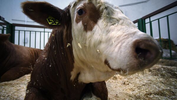 Une vache - Sputnik Afrique