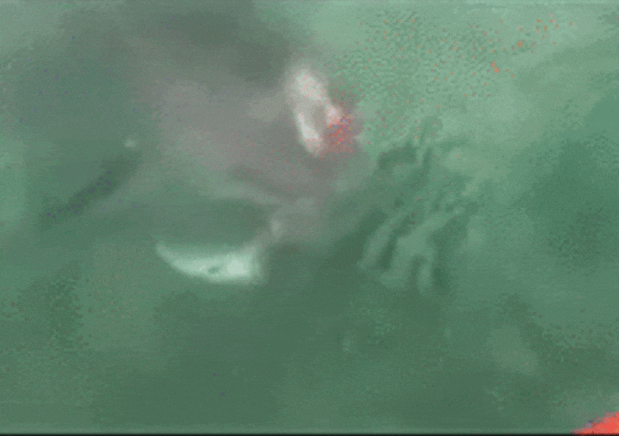 requin - Sputnik Afrique