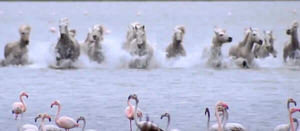 L’affrontement dans les rayons du soleil couchant - Sputnik Afrique