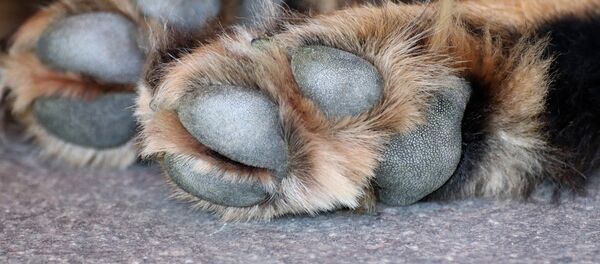 chien - Sputnik Afrique