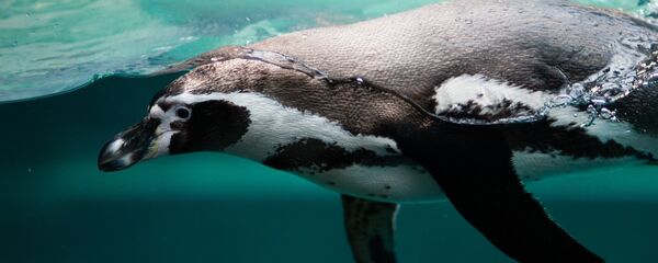 pingouin - Sputnik Afrique