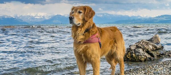 chien - Sputnik Afrique