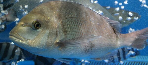 Une brème - Sputnik Afrique