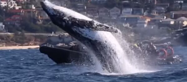 L’énorme saut d’une baleine tout près d’un bateau étonne les touristes L’énorme saut d’une baleine tout près d’un bateau étonne les touristes - Sputnik Afrique