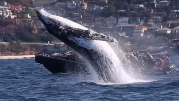 L’énorme saut d’une baleine tout près d’un bateau étonne les touristes - Sputnik Afrique