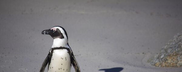 Un pingouin Un pingouin - Sputnik Afrique