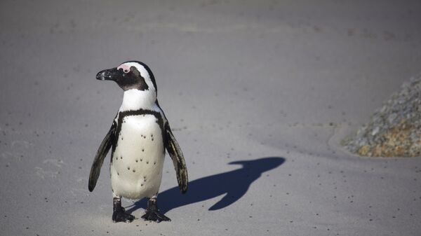 Un pingouin  - Sputnik Afrique