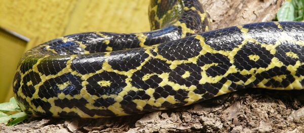 Un anaconda jaune - Sputnik Afrique