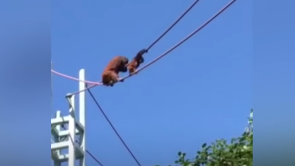 Orangutan mom helps baby cross rope line at Washington zoo - Sputnik Afrique