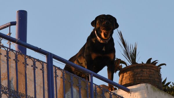 Собака охраняет жилой дом - Sputnik Afrique