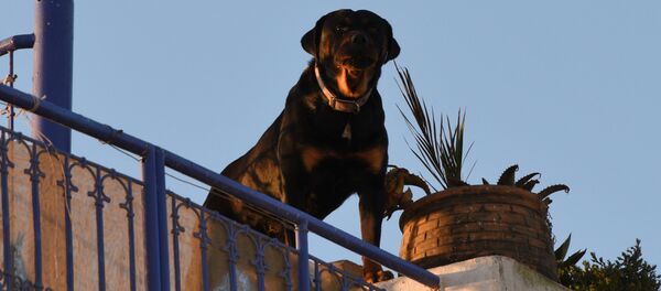 Собака охраняет жилой дом - Sputnik Afrique