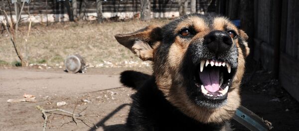 Chien - Sputnik Afrique