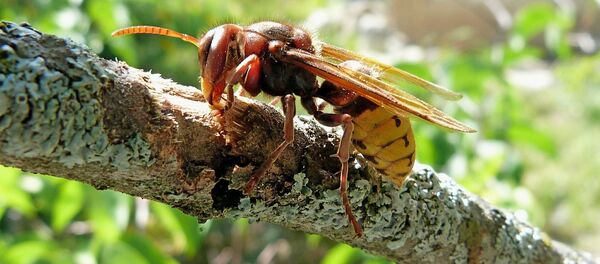 Un frelon - Sputnik Afrique