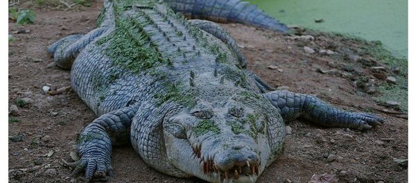 crocodile crocodile - Sputnik Afrique