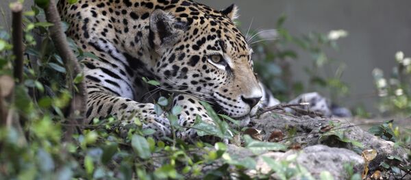 Jaguar - Sputnik Afrique