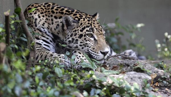Jaguar - Sputnik Afrique