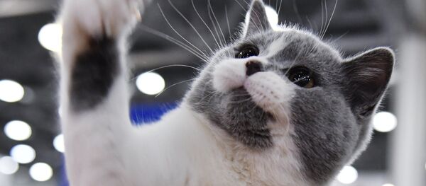 Un chat de race britannique (image d'illustration) - Sputnik Afrique