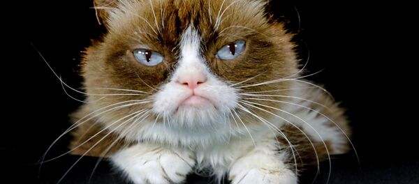 grumpy cat - Sputnik Afrique