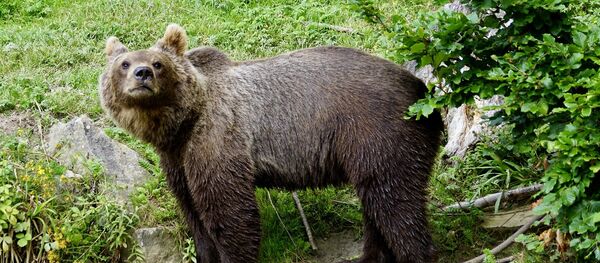 Un ours brun - Sputnik Afrique