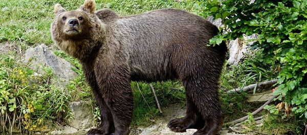 Un ours brun - Sputnik Afrique