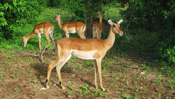 Une antilope impala - Sputnik Afrique