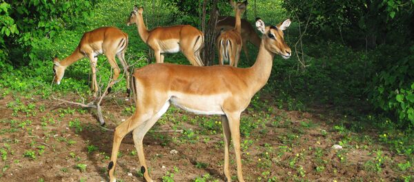 Botswana - Sputnik Afrique