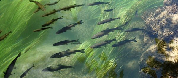 Un banc de truites - Sputnik Afrique