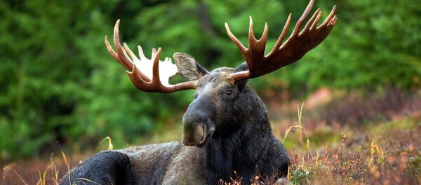 Un élan - Sputnik Afrique