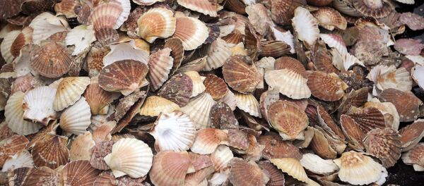 des coquilles Saint-Jacques - Sputnik Afrique
