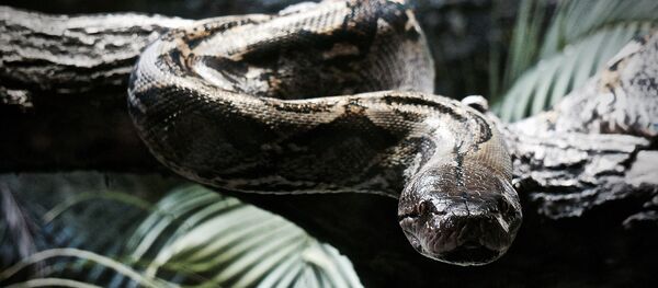 Python - Sputnik Afrique