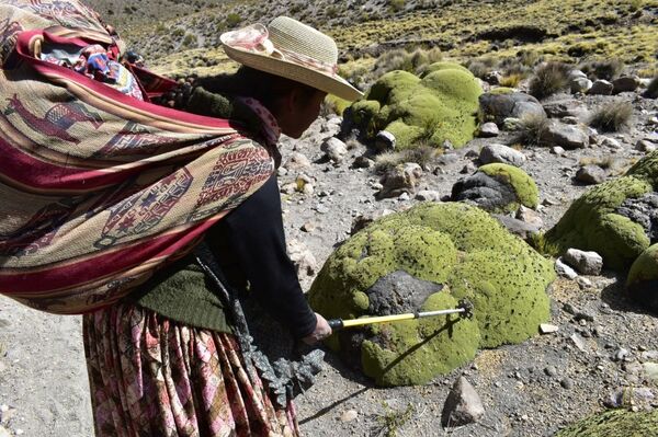 Les Cholitas sont des femmes alpinistes en Bolivie - Sputnik Afrique