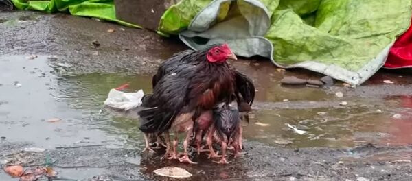 L'amour d'une mère est vraiment plus fort que tout! - Sputnik Afrique