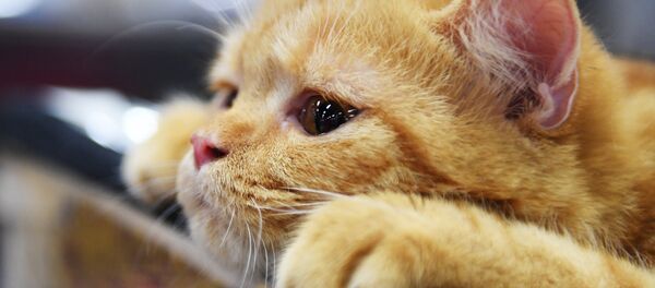 Un chat - Sputnik Afrique