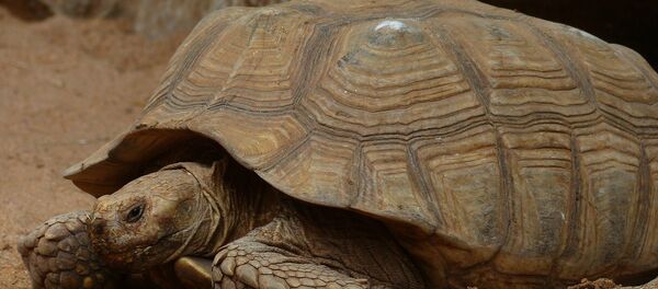 Tortue - Sputnik Afrique