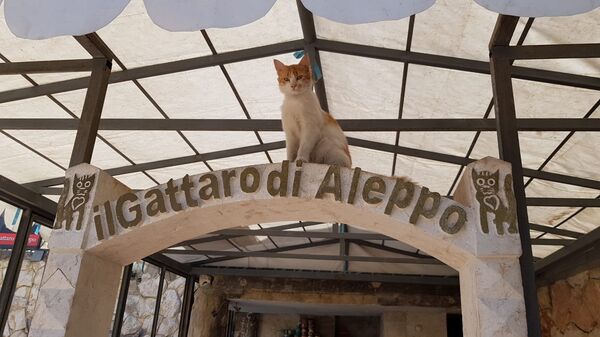 Le refuge de chats à Alep - Sputnik Afrique