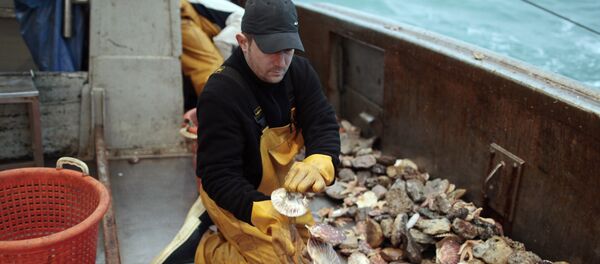Coquille Saint-Jaques - Sputnik Afrique