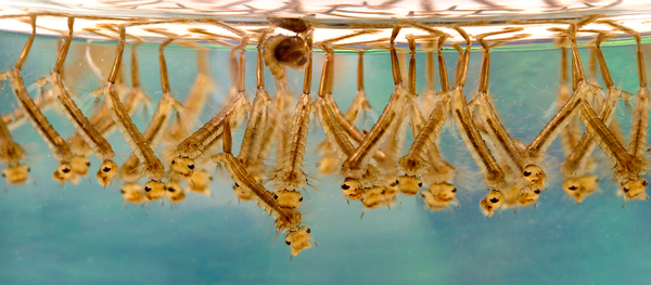 Les larves de moustiques de la fièvre du Nil occidental - Sputnik Afrique