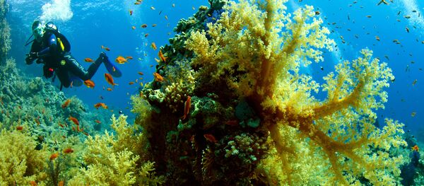 Une algue  - Sputnik Afrique